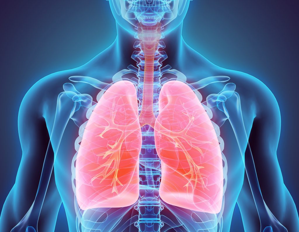 pulmonary system